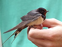 Hirondelle rustique