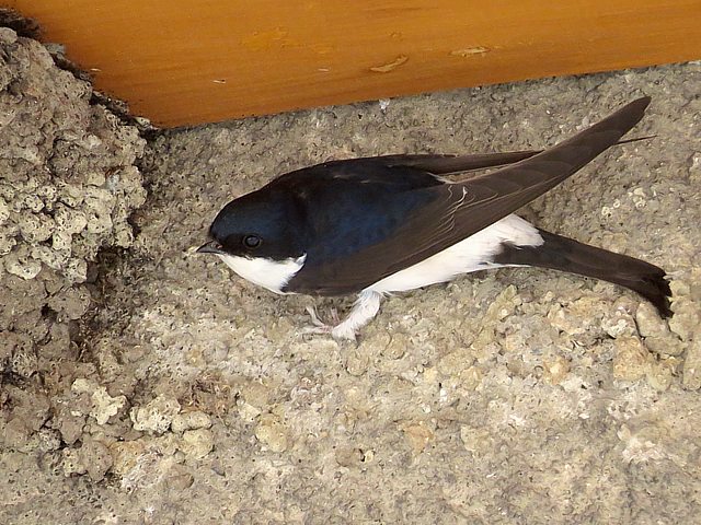Hirondelle de fentre, delichon urbica