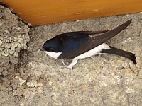 Hirondelle de fenêtre, delichon urbica
