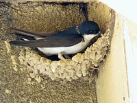 Construction du nid d'hirondelle