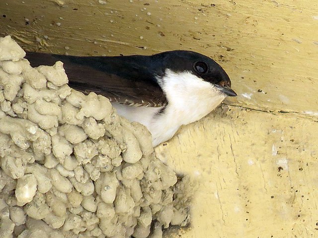 Hirondelle de fentre sur son nid