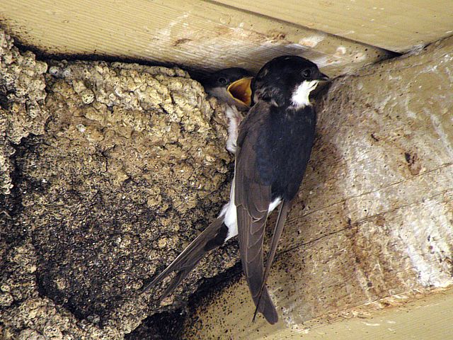 Hirondelle de fentre, nourrissage