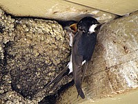 Hirondelle nourrissant ses petits
