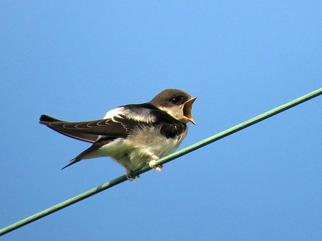Jeune hirondelle