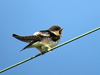 Jeune hirondelle