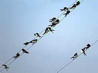 Hirondelles sur le départ