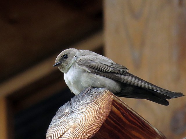 Hirondelle des rochers, ptyonoprogne rupestris