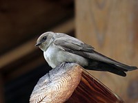 Hirondelle des rochers, ptyonoprogne rupestris