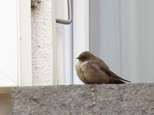 Hirondelle des rochers, ptyonoprogne rupestris