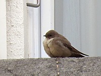 Hirondelle des rochers