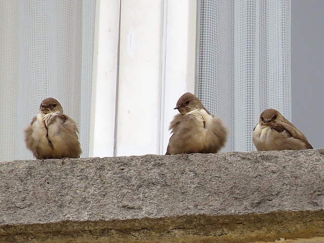 Hirondelle des rochers, ptyonoprogne rupestris