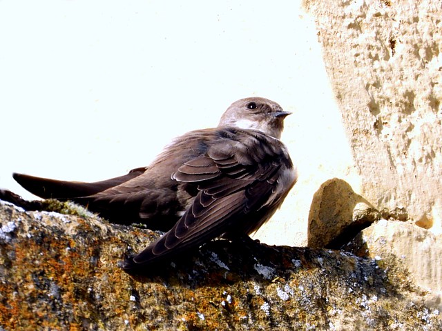Hirondelle des rochers
