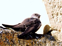Hirondelle des rochers