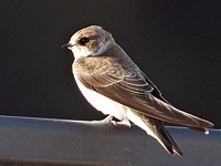 Hirondelle de rivage, riparia riparia