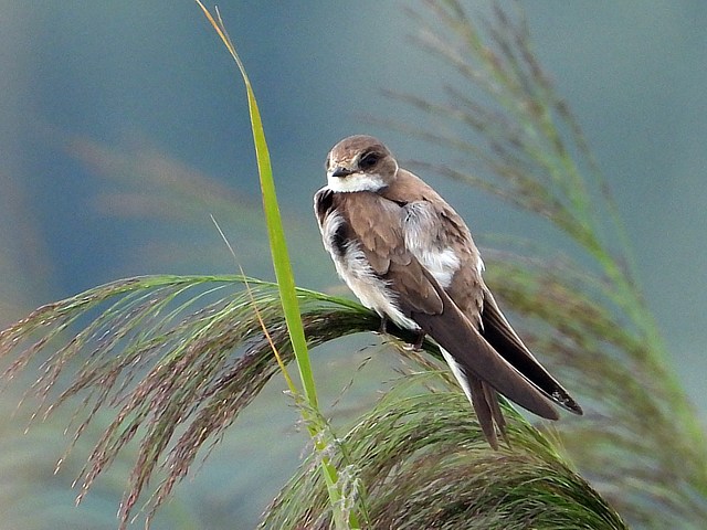 Hirondelle de rivage, riparia riparia