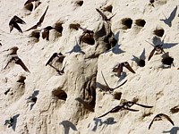 Hirondelles de rivage