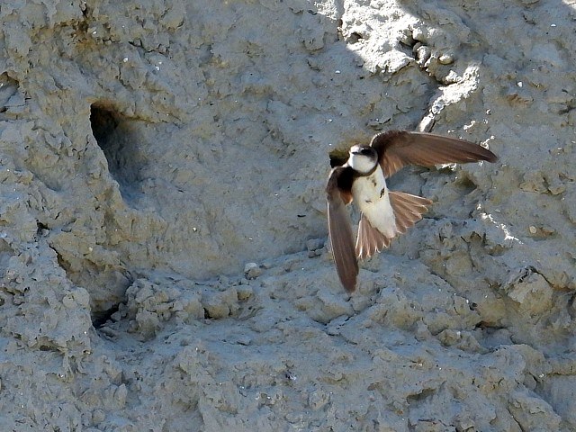 Hirondelle de rivage, riparia riparia