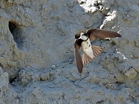 Hirondelle de rivage en vol