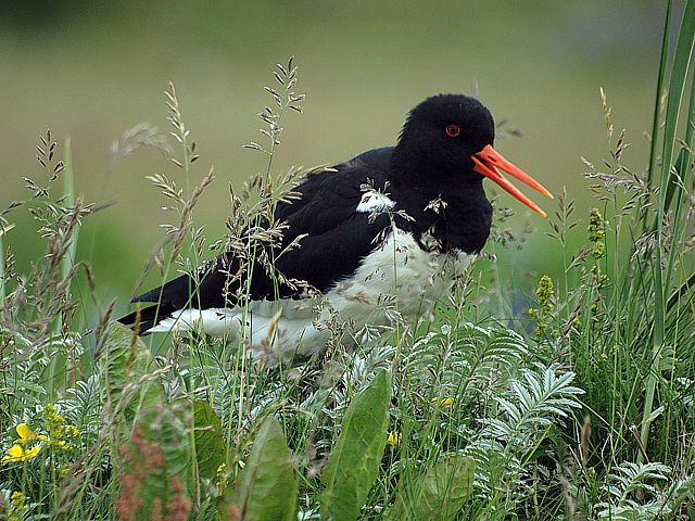 Huitrier pie, haematopus ostralegus