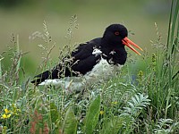 Huitrier pie, haematopus ostralegus