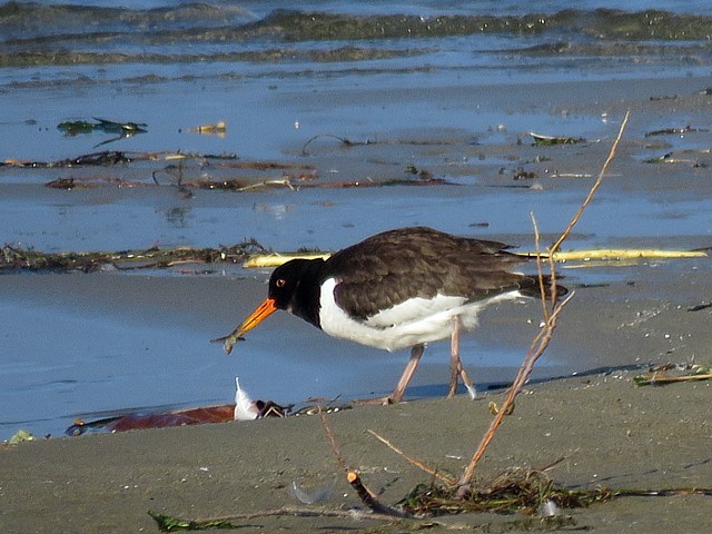 Huitrier pie, haematopus ostralegus