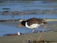 Huitrier pie, haematopus ostralegus