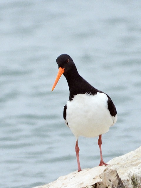 Huitrier pie, haematopus ostralegus