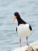 Huitrier pie, haematopus ostralegus