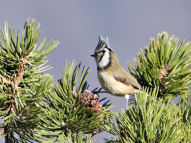 Msange huppe - parus cristatus