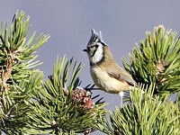 Mésange huppée, parus cristatus