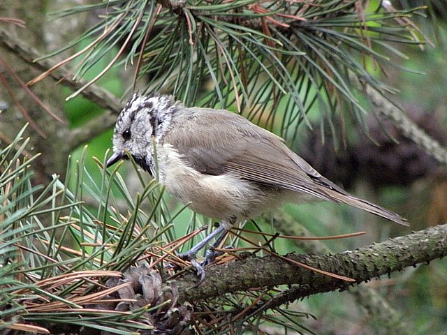 Msange huppe - parus cristatus