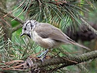 Mésange huppée
