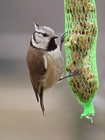 Mésange huppée au filet de nourriture