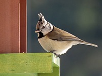 Mésange huppée en hiver
