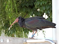  Ibis chauve, geronticus eremita