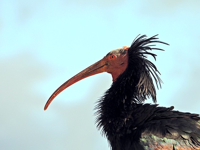 Ibis chauve, geronticus eremita