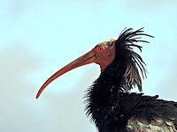  Tête d'ibis chauve