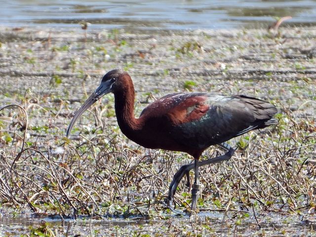 Ibis falcinelle, plegadis falcinellus