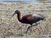 Ibis falcinelle, plagadis falcinellus
