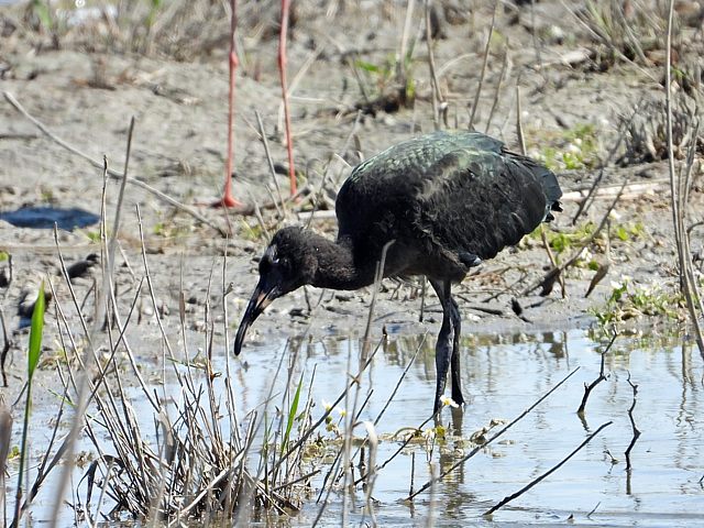Ibis falcinelle, plegadis falcinellus