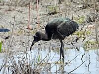 Jeune ibis falcinelle, plagadis falcinellus