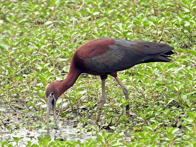 Ibis falcinelle, plegadis falcinellus