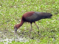 Ibis falcinelle en recherche de nourriture