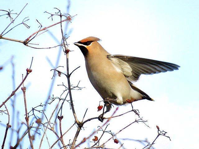 Jaseur boral, bombycilla garrulus