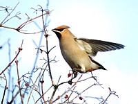 Jaseur boréal, bombycilla garrulus