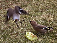 Jaseurs bor�aux