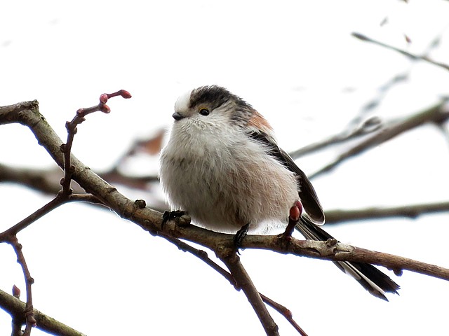 Msange  longue queue, aegithalos caudatus