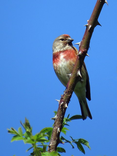 Mâle linotte mélodieuse