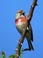 Linotte mélodieuse, carduelis cannabina