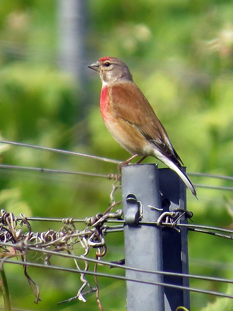 Linotte mélodieuse, mâle